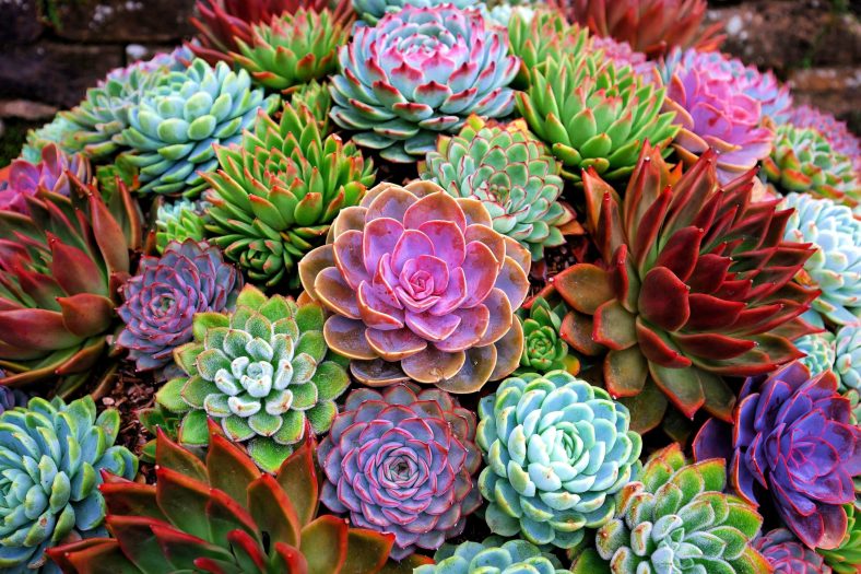 Tanaman Hias Echeveria
