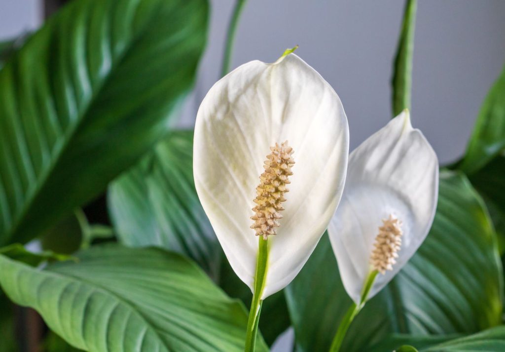 Tanaman Hias Peace Lily