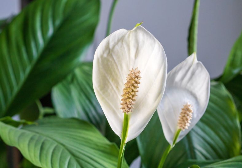 Tanaman Hias Peace Lily