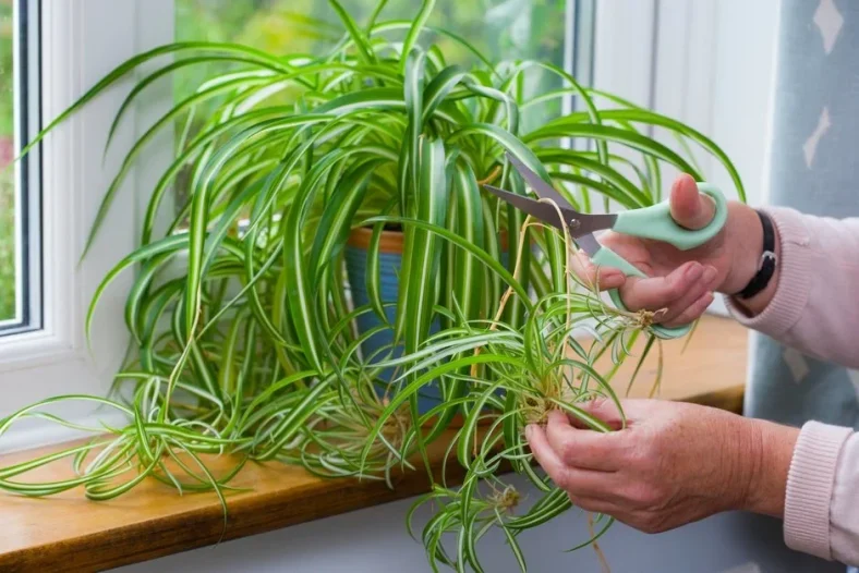 Tanaman Hias Spider Plant